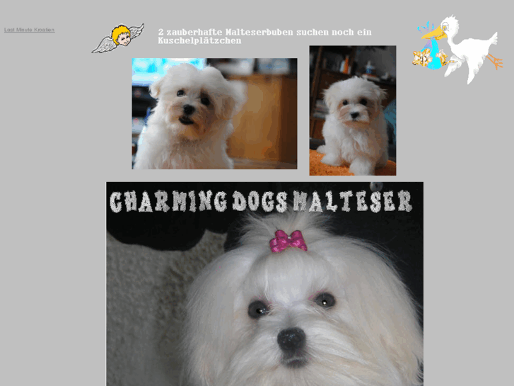 www.charming-malteser.com
