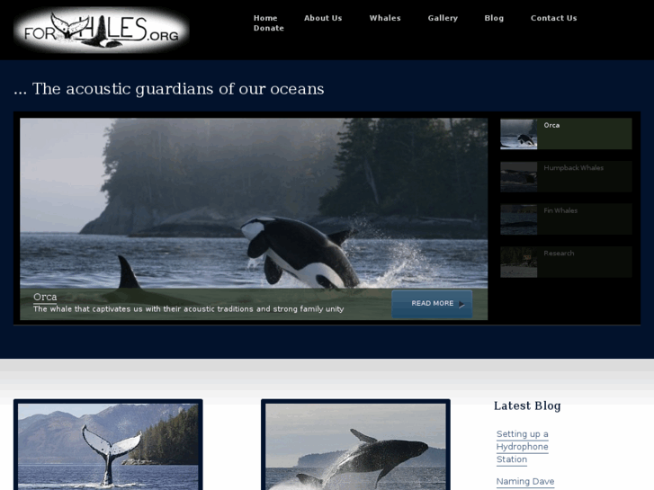 www.cetacealab.org