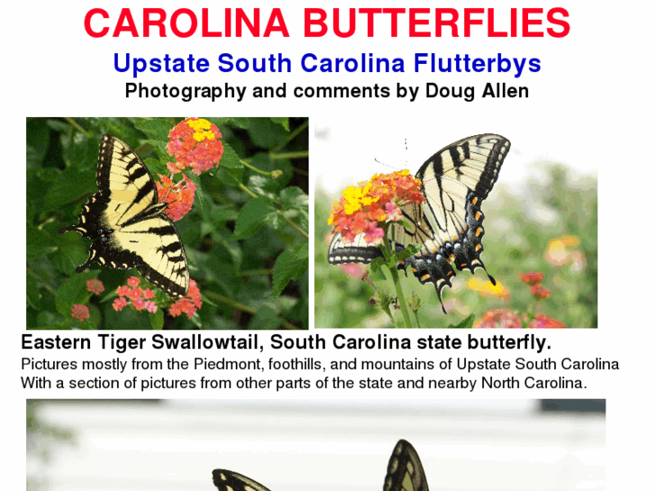 www.carolinabutterflies.com