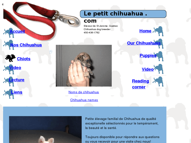 www.lepetitchihuahua.com