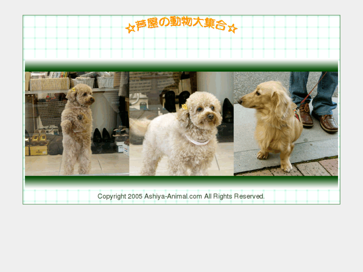 www.ashiya-animal.com