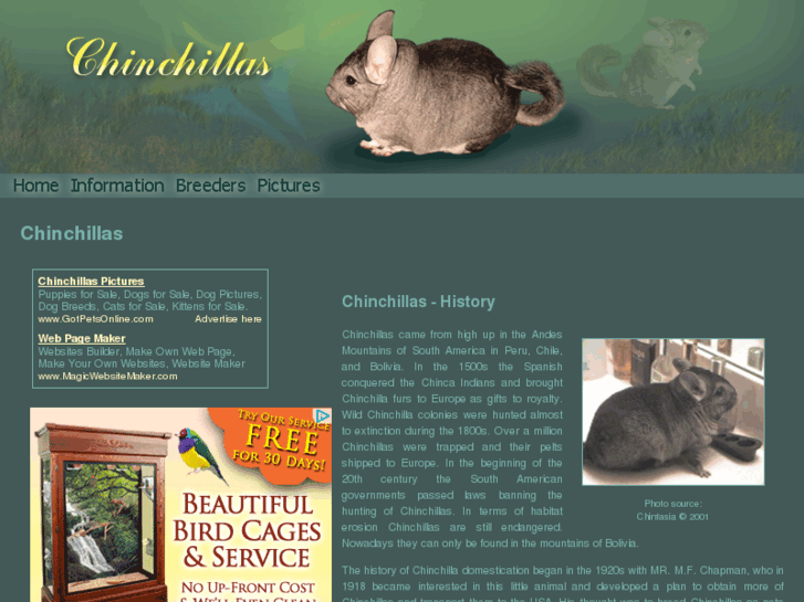 www.chinchillas-chinchillas.com