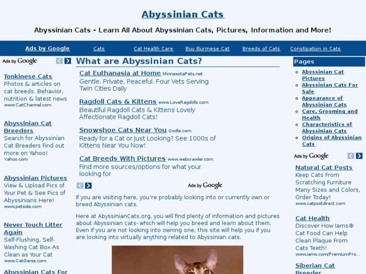 www.abyssiniancats.org