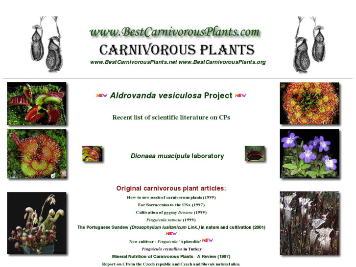 www.bestcarnivorousplants.com