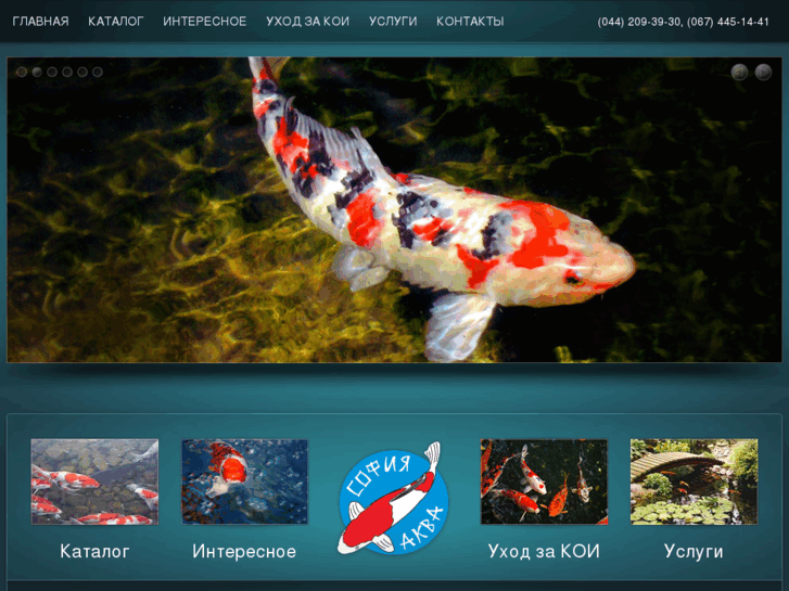 www.karpkoi.com