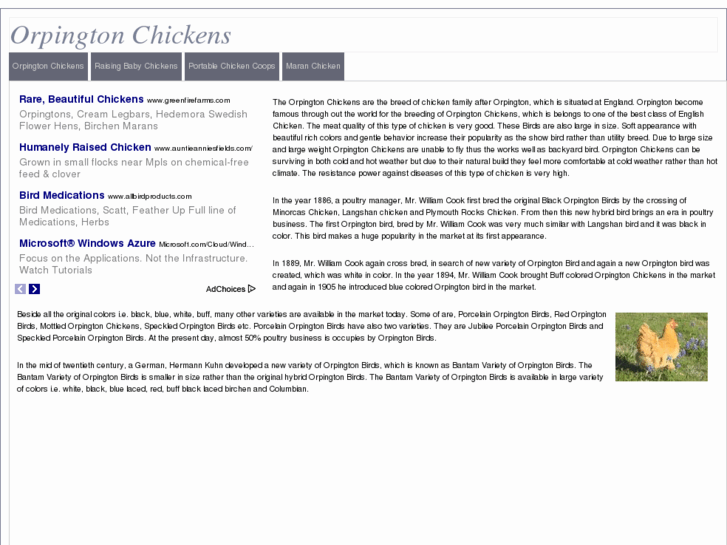 www.orpingtonchickens.com