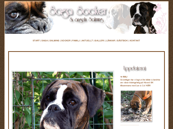 www.boxersaga.com