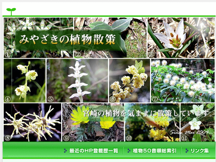 www.ramble-among-flora-of-miyazaki.com