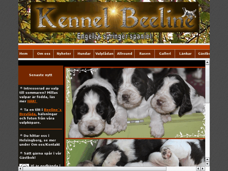 www.kennelbeeline.com
