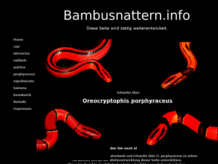 www.bambusnattern.info