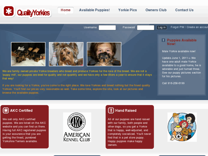 www.qualityyorkies.com