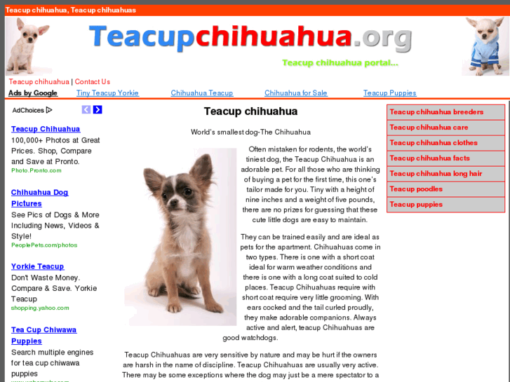 www.teacupchihuahua.org