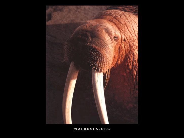 www.walruses.org