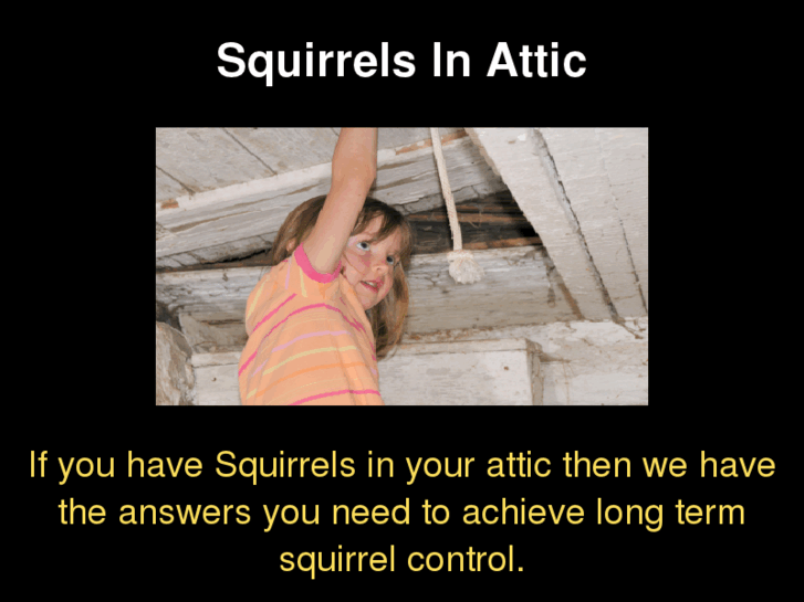 www.squirrelsinattic.com