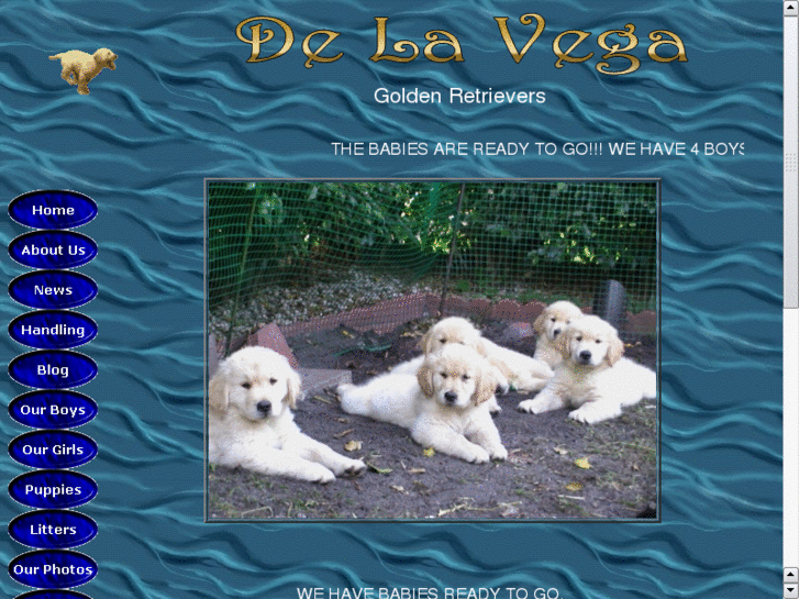 www.delavegagoldens.com