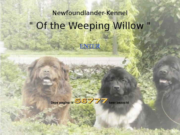 www.newfoundlanderkennel.com