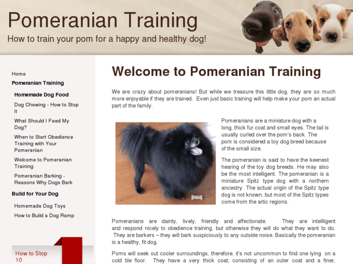www.pomeranian-training.com