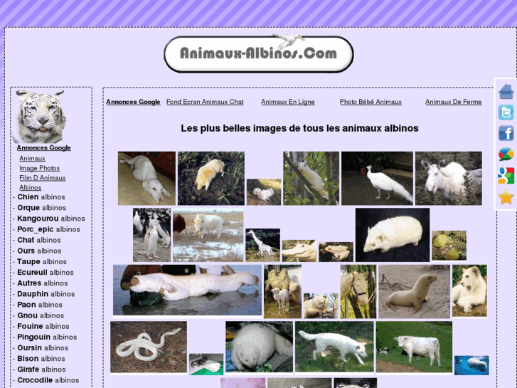 www.animaux-albinos.com