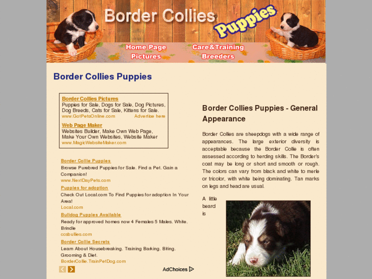 www.border-collies-puppies.com