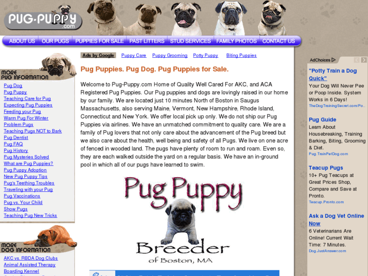 www.pug-puppy.com