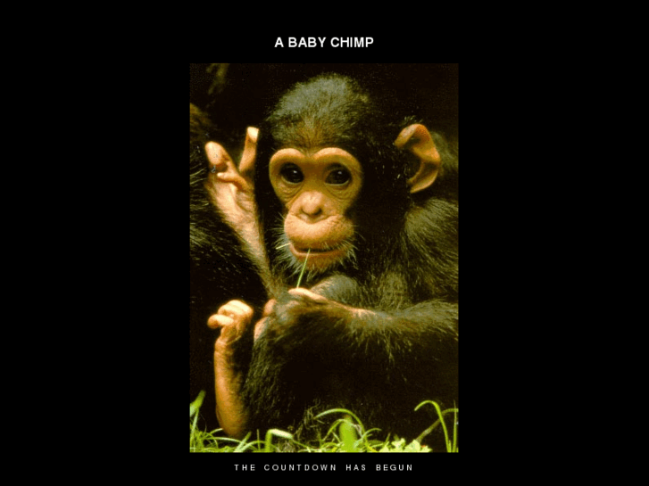 www.chimpanzee.net