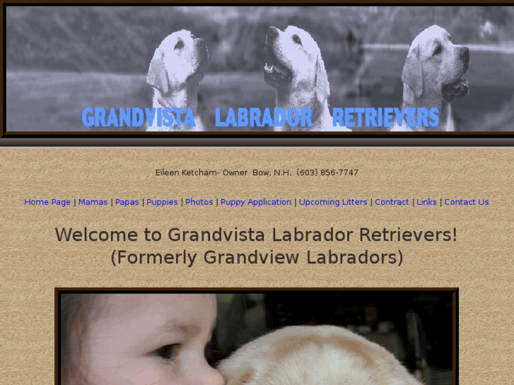 www.grandviewlabradorretrievers.com