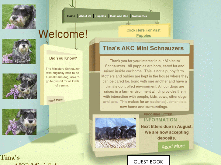 www.tinasakcschnauzers.com