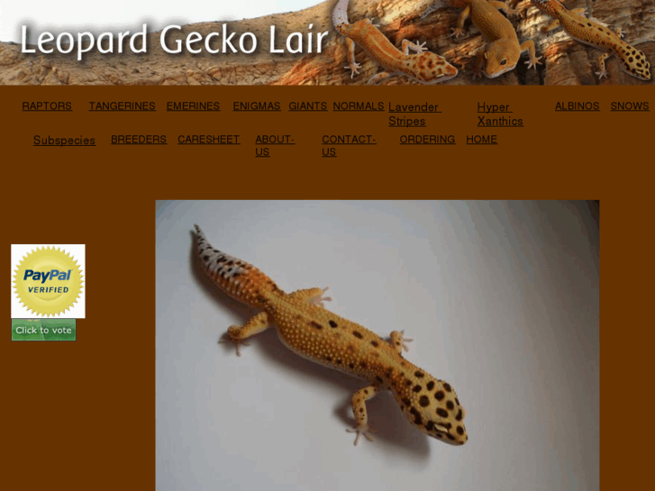 www.leopardgeckolair.com