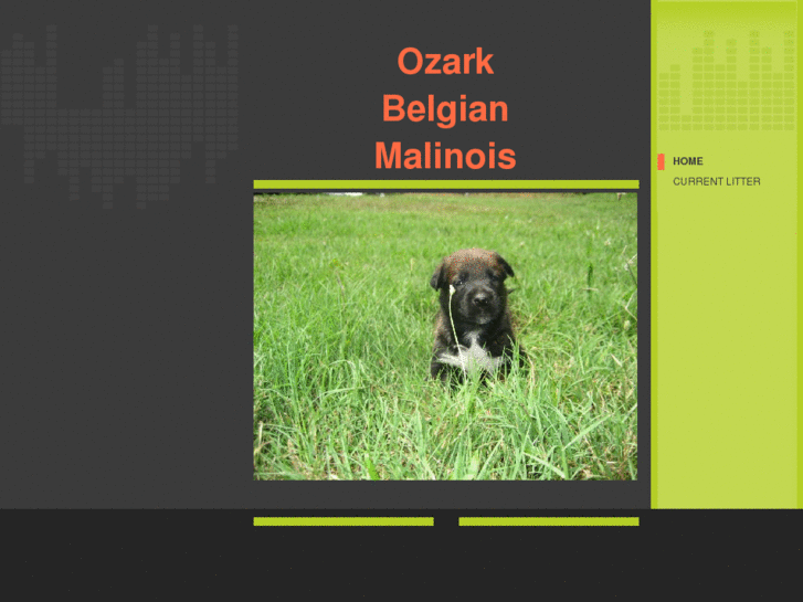 www.ozarkbelgianmalinois.com