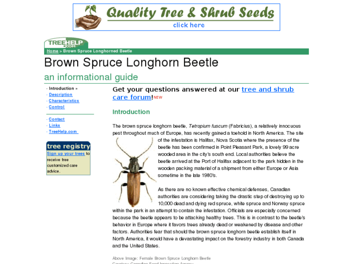 www.brown-spruce-longhorn-beetle.com