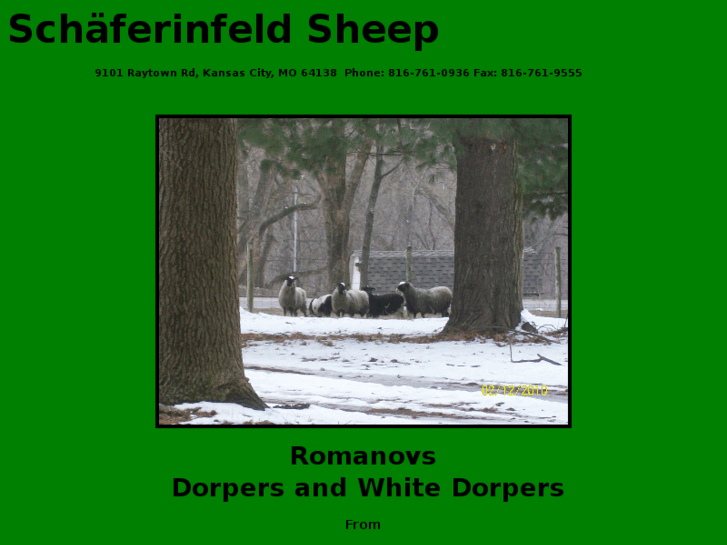www.schaeferinfeldsheep.com