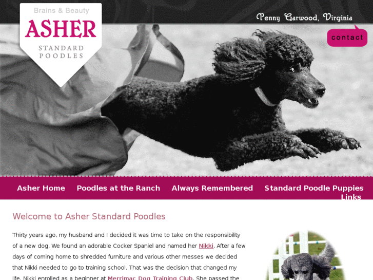 www.asherstandardpoodles.com