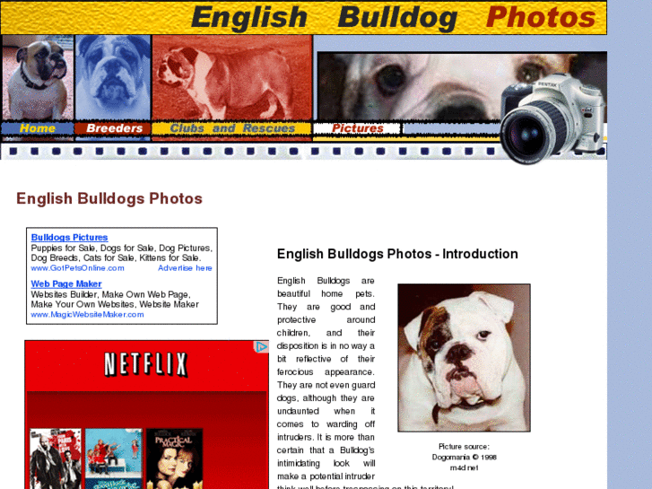 www.english-bulldog-photos.com