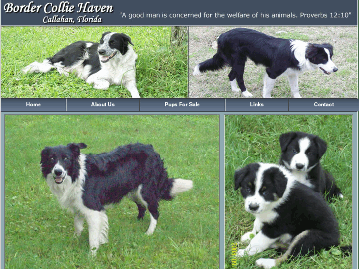 www.bordercolliehaven.com