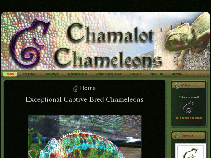 www.chamalotchameleons.com