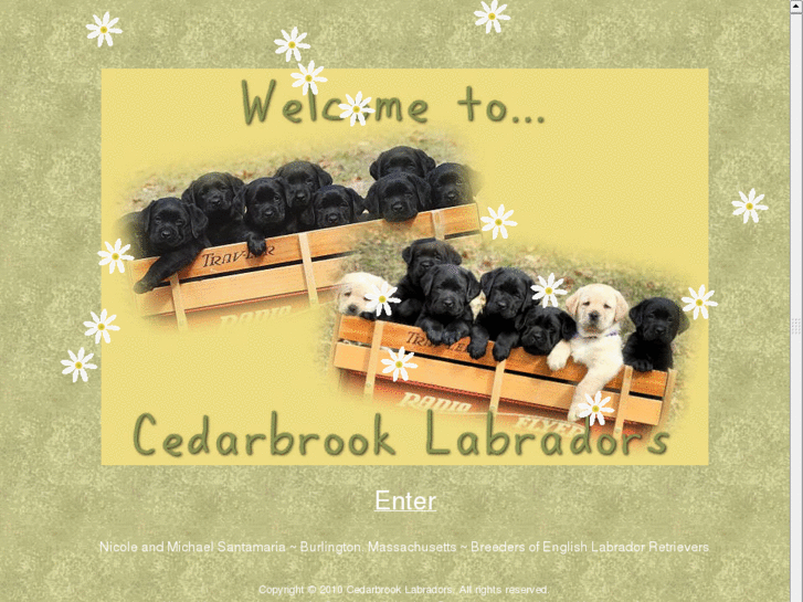 www.cedarbrooklabradors.com