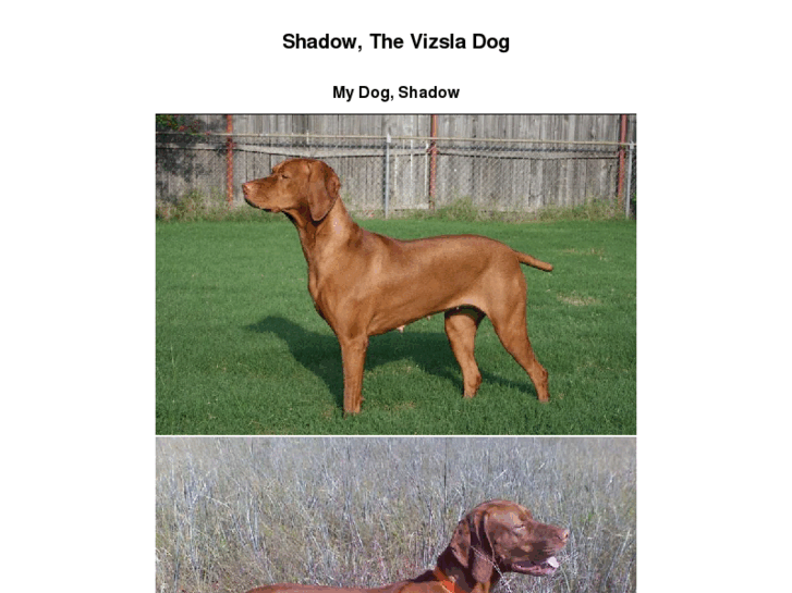 www.shadowthevizsladog.com