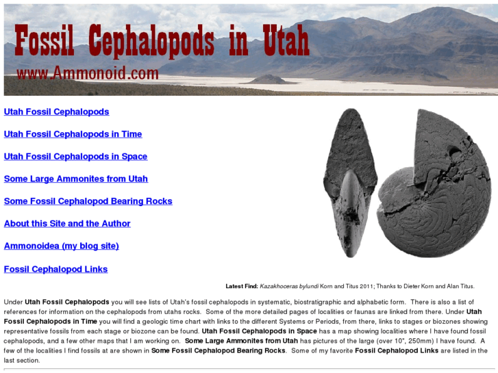 www.ammonoid.com