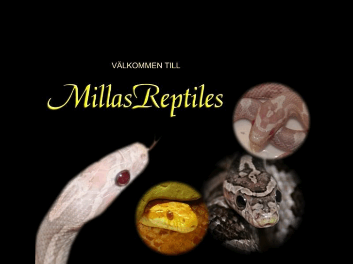 www.millasreptiles.com