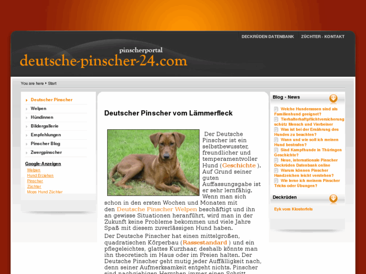 www.deutsche-pinscher-24.com