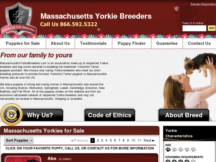 www.massachusettsyorkiebreeders.com