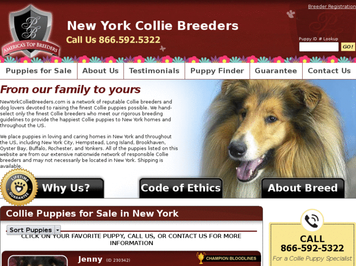 www.newyorkcolliebreeders.com