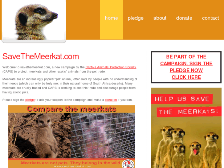 www.savethemeerkat.com