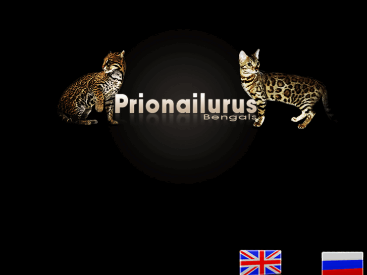 www.priobengals.com