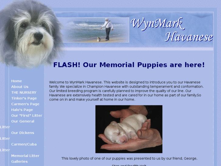 www.wynmarkhavanese.com