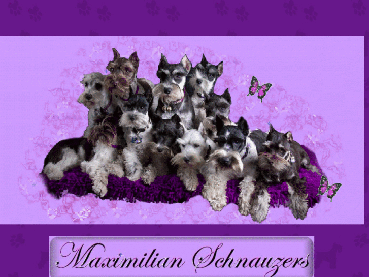 www.maximilianschnauzers.com