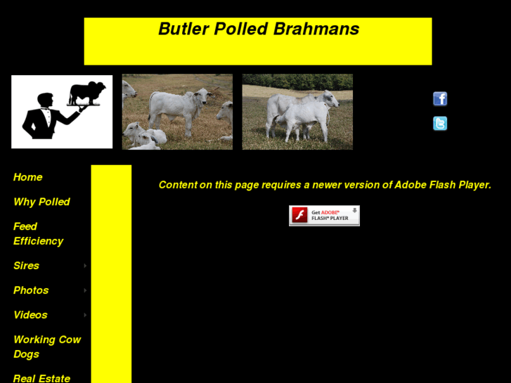 www.butlerpolledbrahmans.com