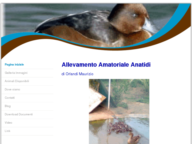 www.allevamento-anatidi-orlandi.com