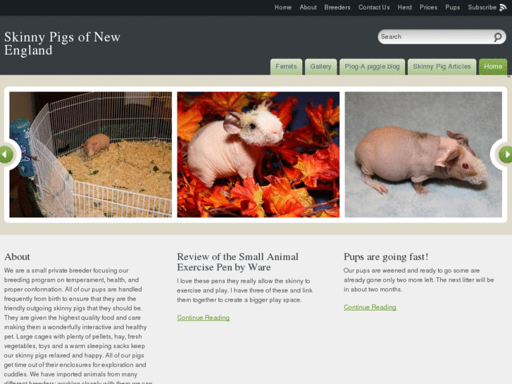 www.ferretsofnewengland.com