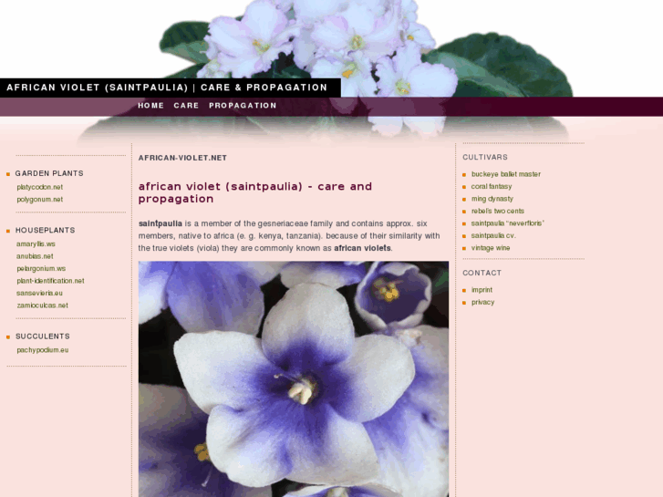 www.african-violet.net
